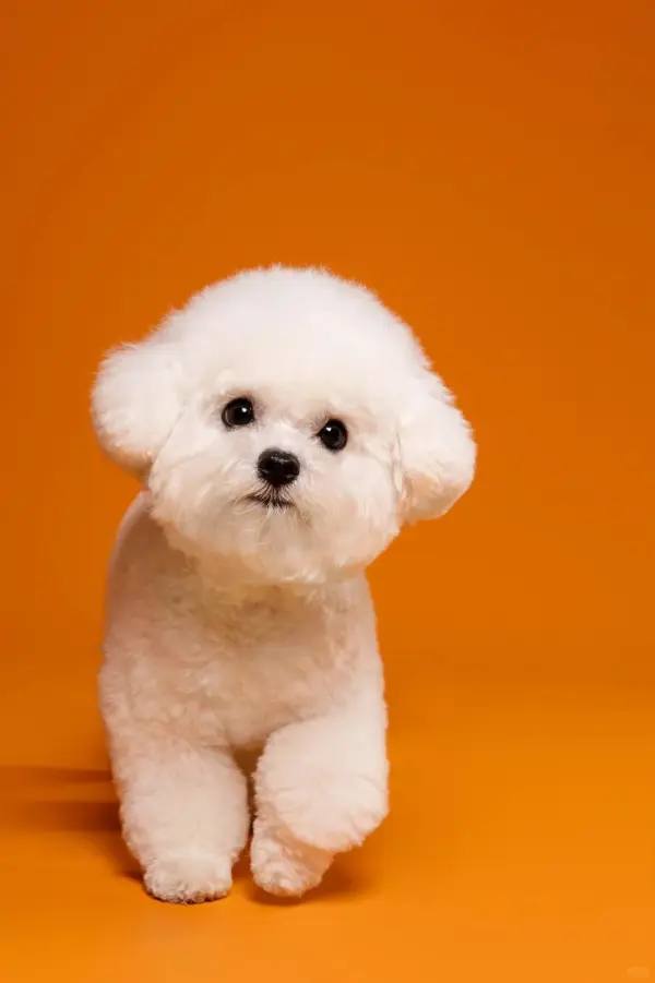 ai pet portrait generator by weshop ai