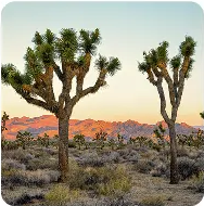 Joshua tree desert reference for multi-reference AI image generation