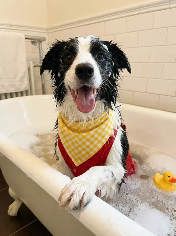 ai pet portrait generator by weshop ai