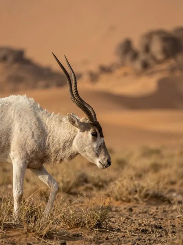 random animal generator by weshop ai