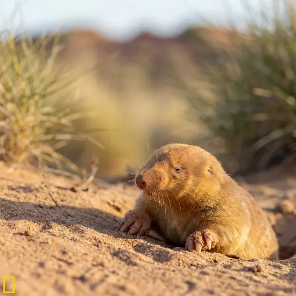 random animal generator by weshop ai