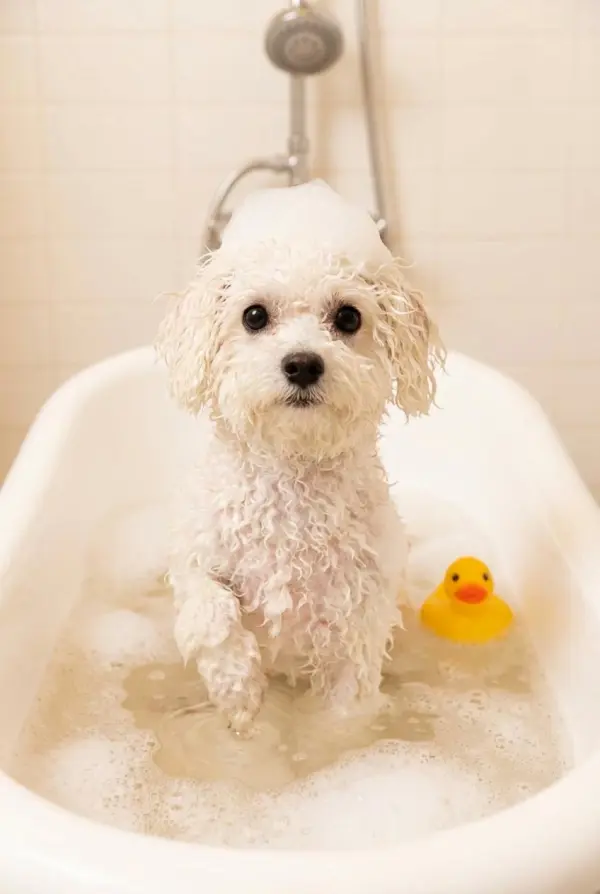 ai pet portrait generator by weshop ai