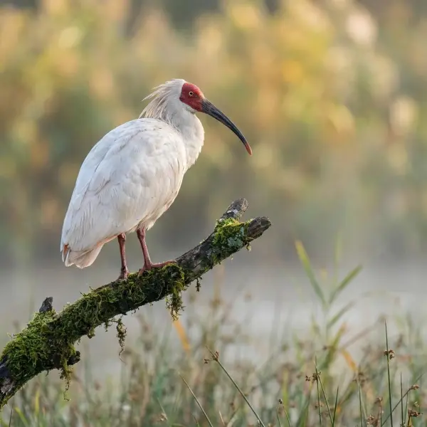 random animal generator by weshop ai