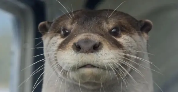 seedance 2.0 by weshop ai