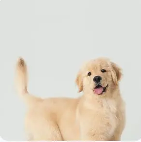 firered image edit por weshop ai