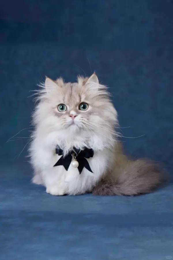 ai pet portrait generator by weshop ai