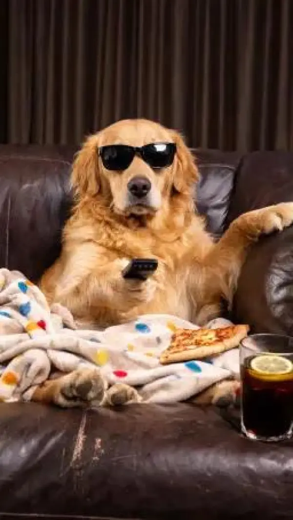 Puppy eating video