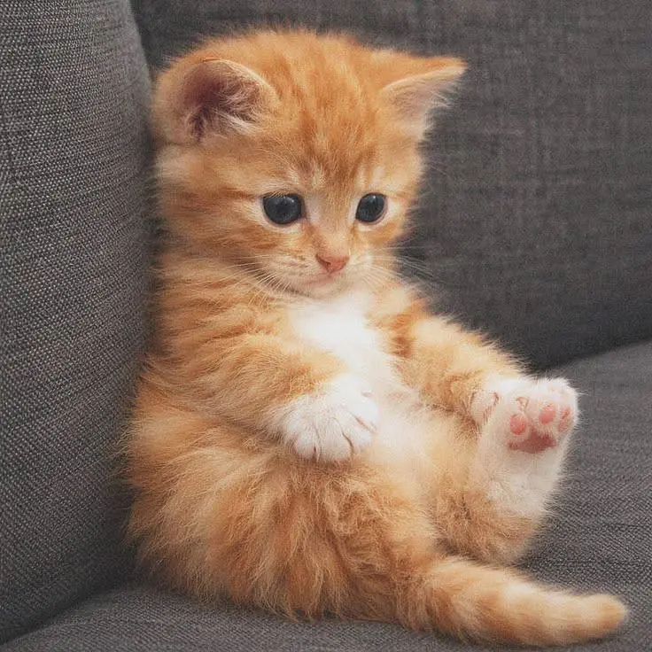 generador de tatuajes ia de weshop ai