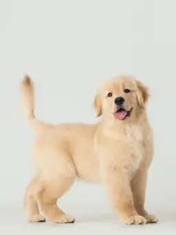 ai pet portrait generator by weshop ai