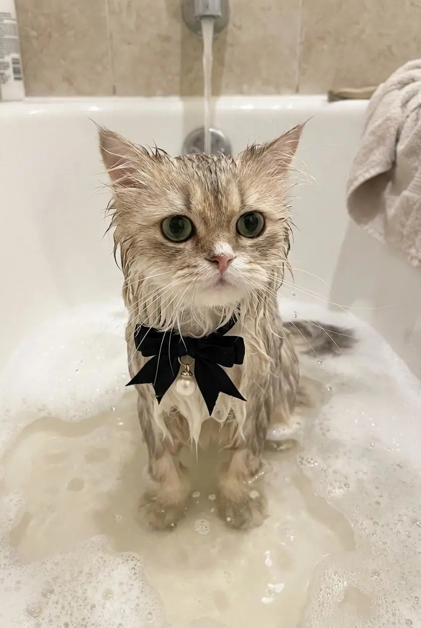 ai-pet-portrait-generator by weshop ai