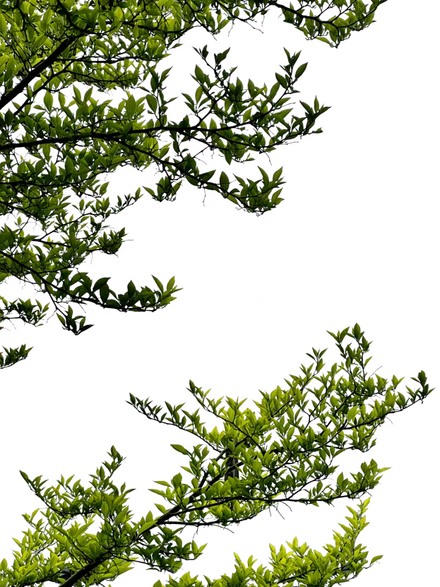 Official Qwen-Image-2.1 RGBA subject-extraction result