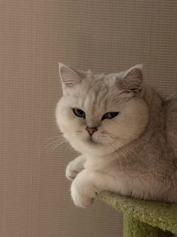 ai pet portrait generator by weshop ai